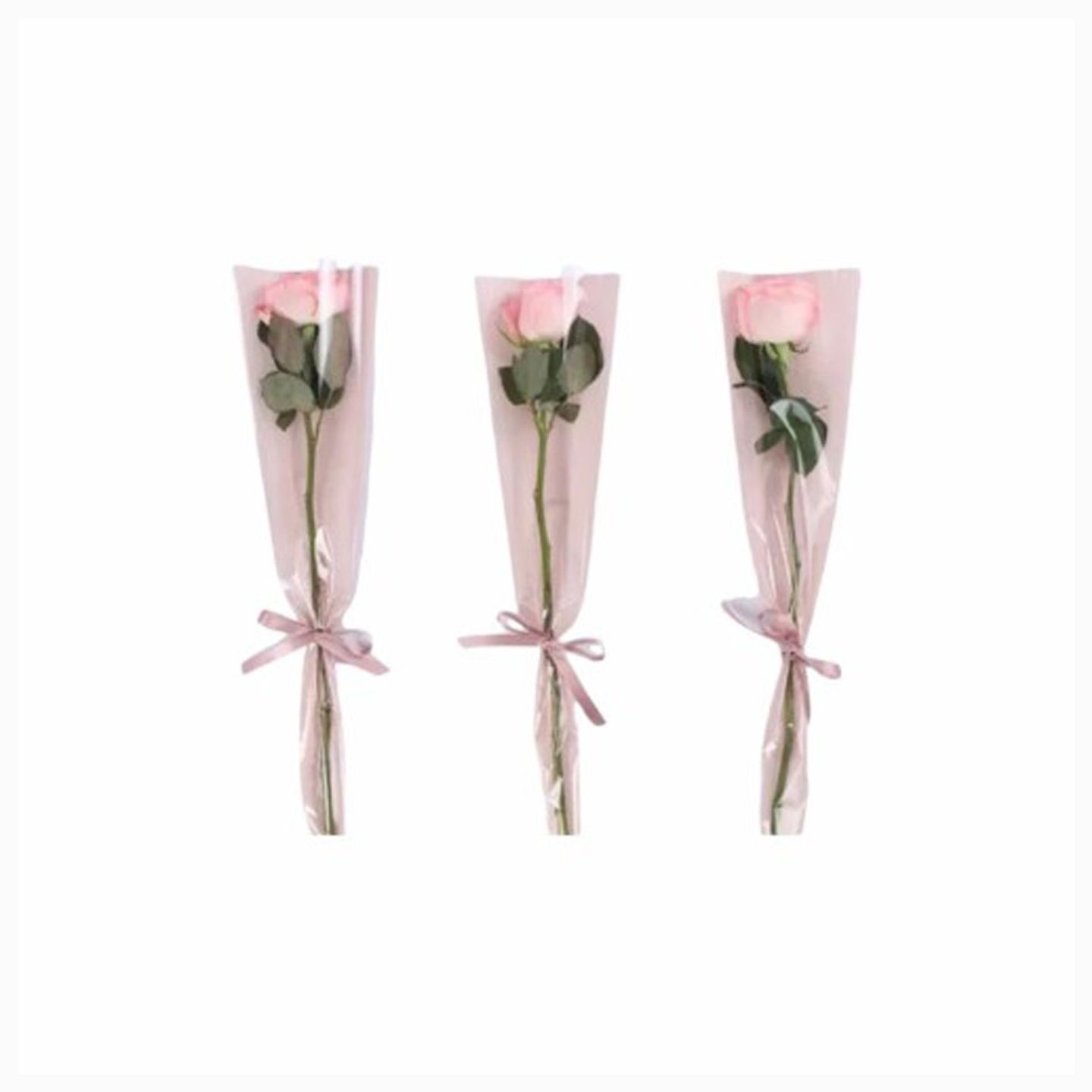 Pink Rose