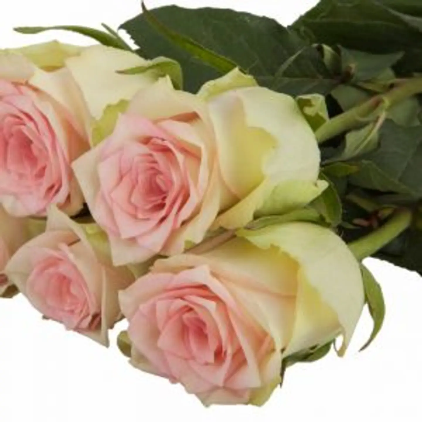 A25 Pink Rose 10 Stem
