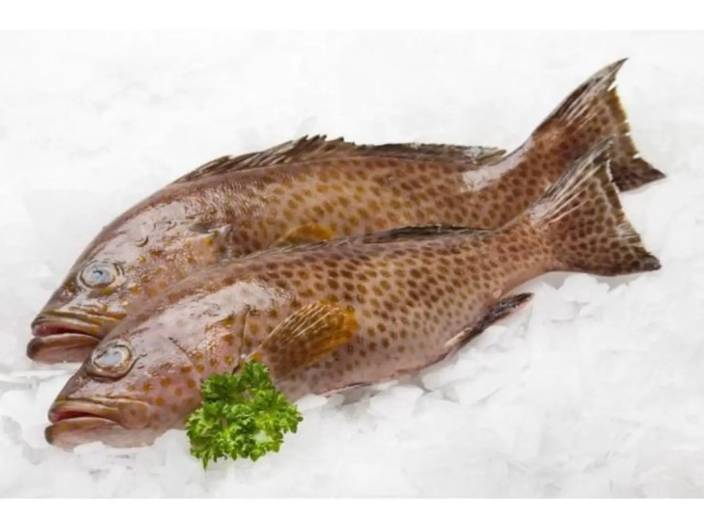 Grouper