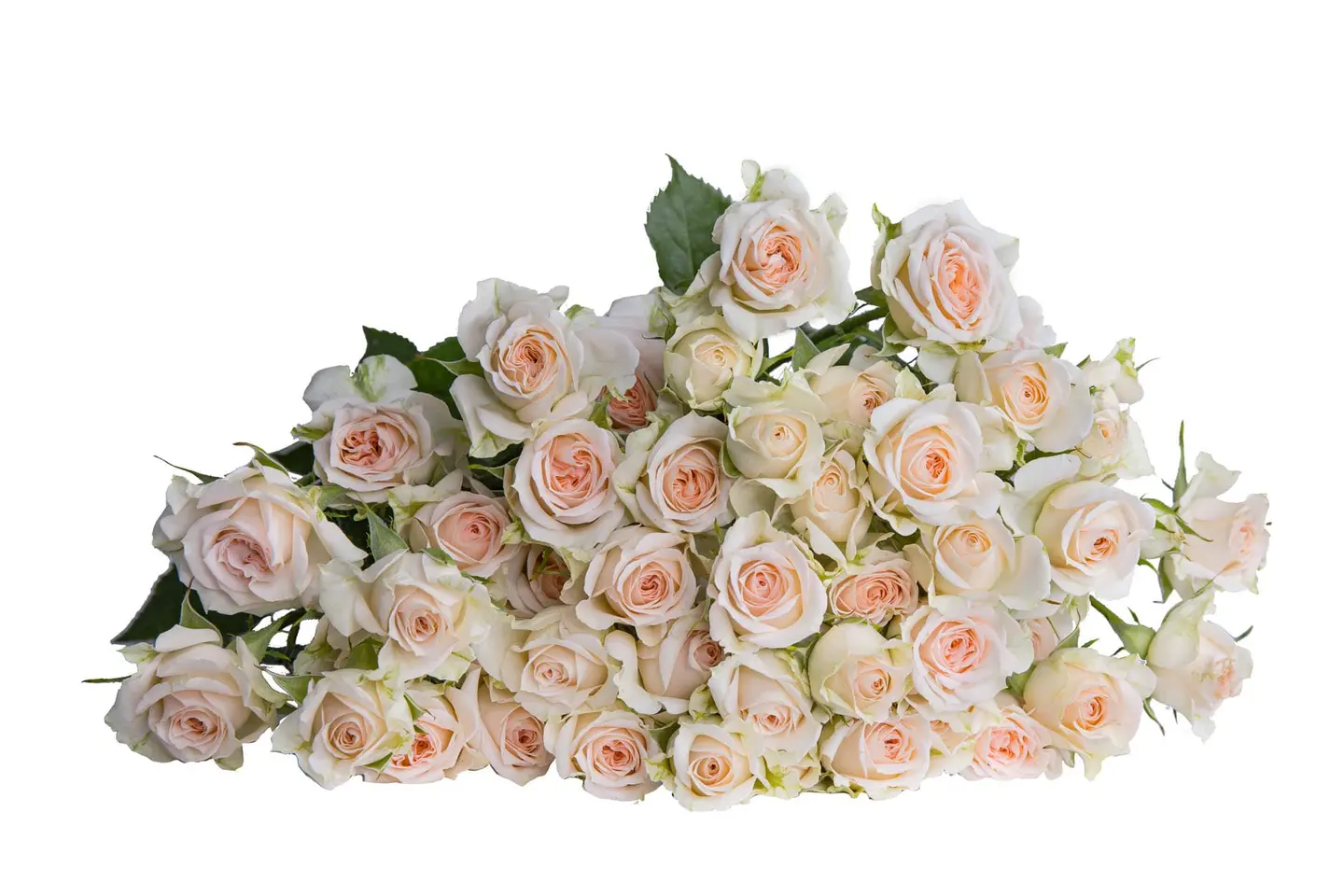 A8 Pink Spray Rose 10 Stem