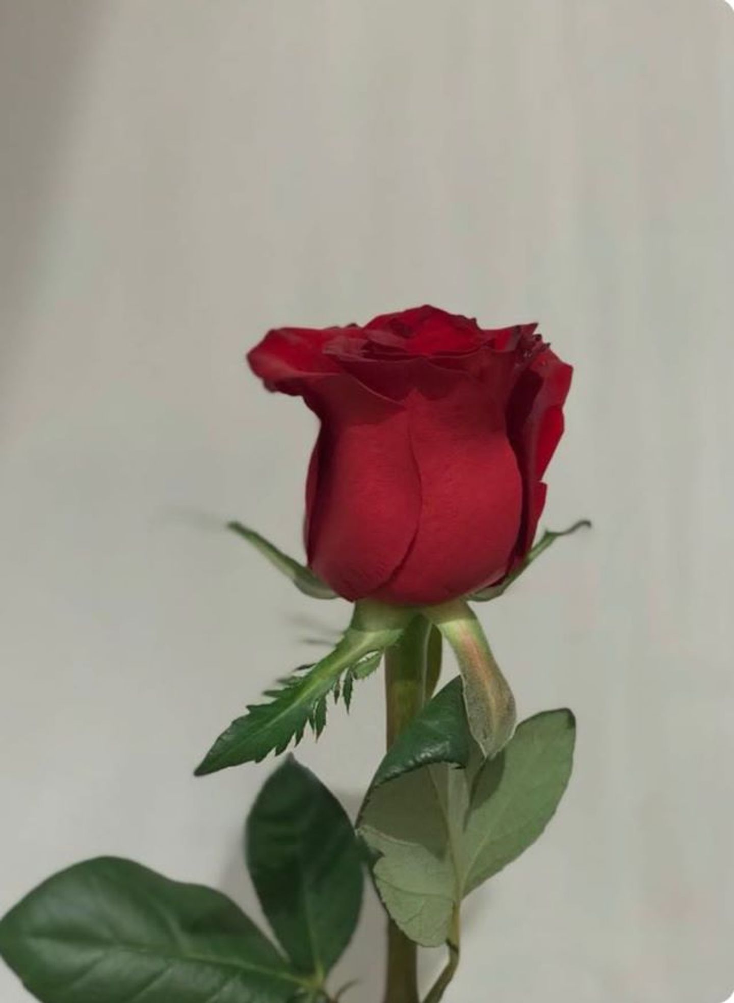 جوري احمر