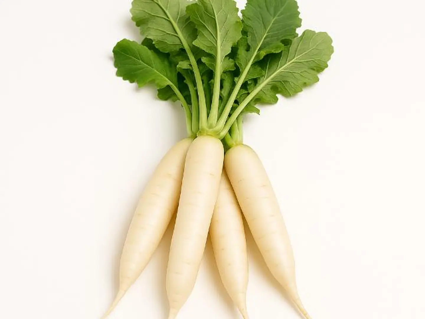Radish White Bundle