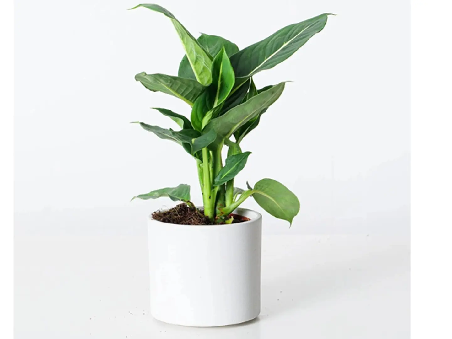 ديفنباخيا جرين ماجيك