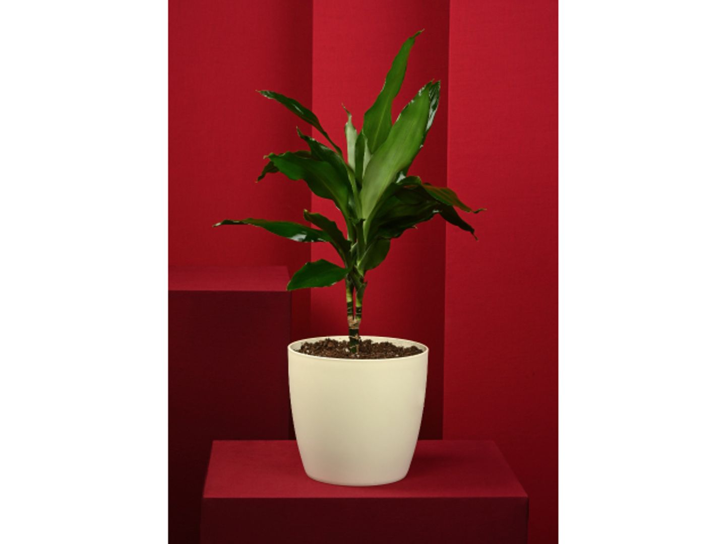Janelle Lynde Plant