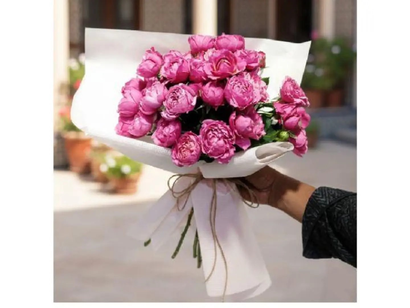 Holland Spray Whiting 444