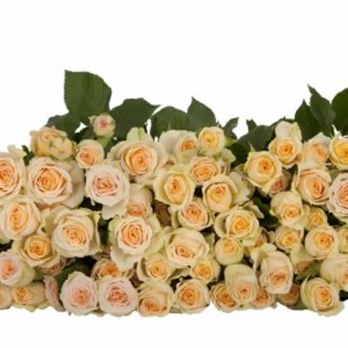 A17 Creme Spray Rose 10stem