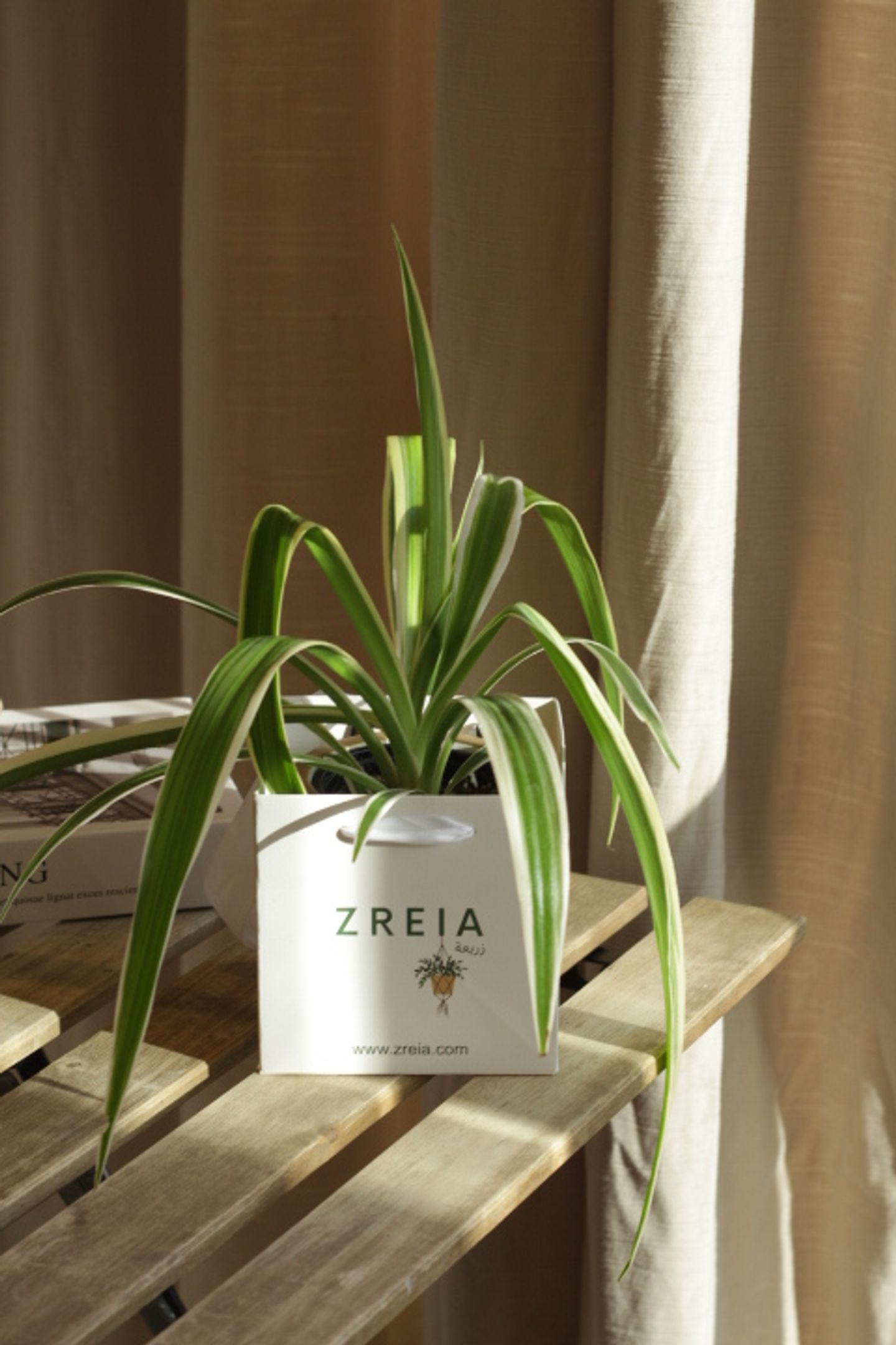 Spider Plant Prepared In A 12cm White Zreia Package