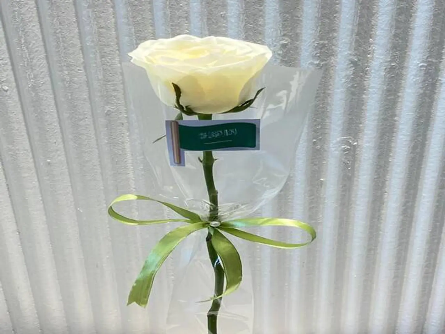 National Day Single Rose Giveaway