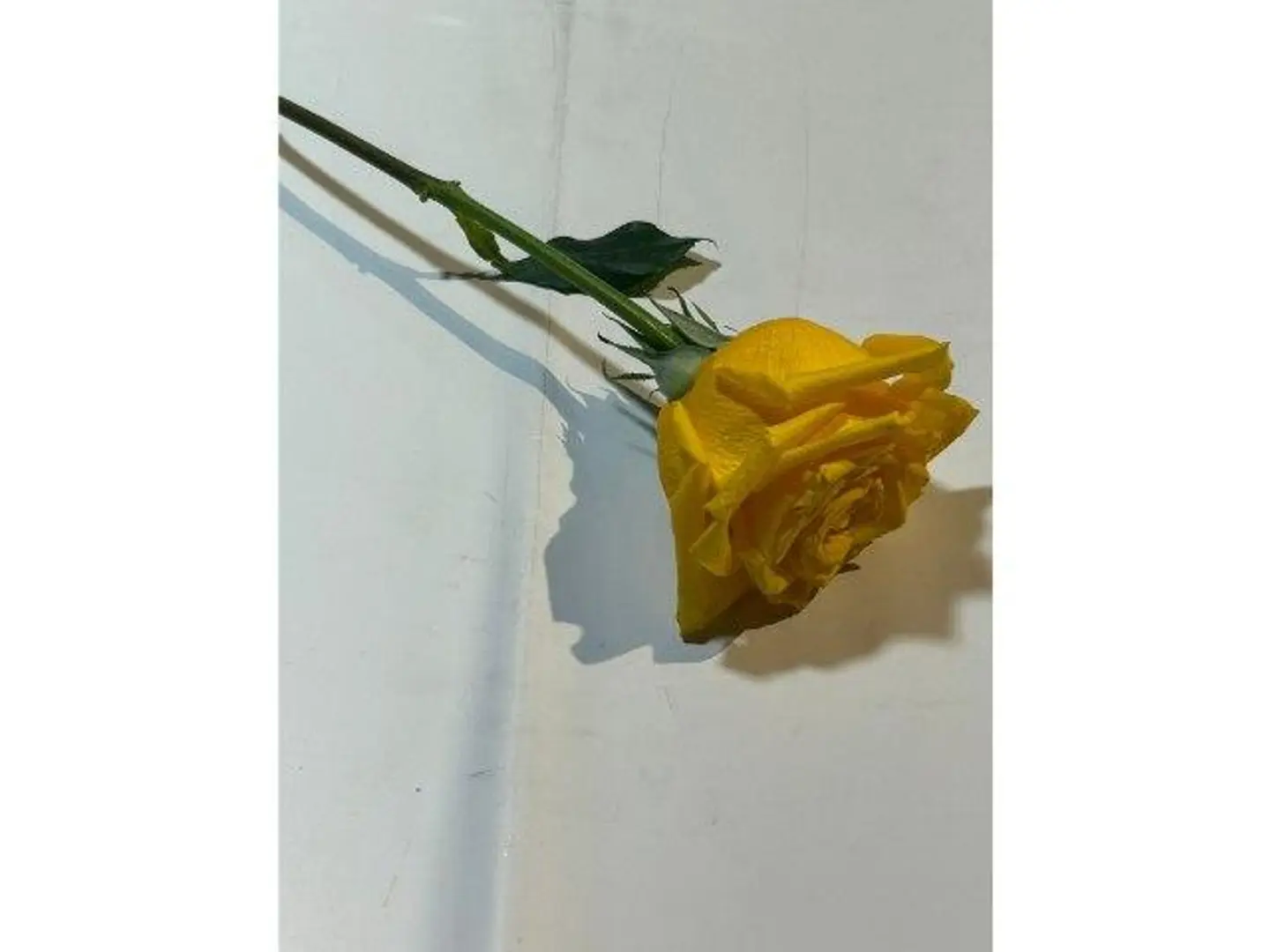ورد كيني ﺍﺻﻔﺭ