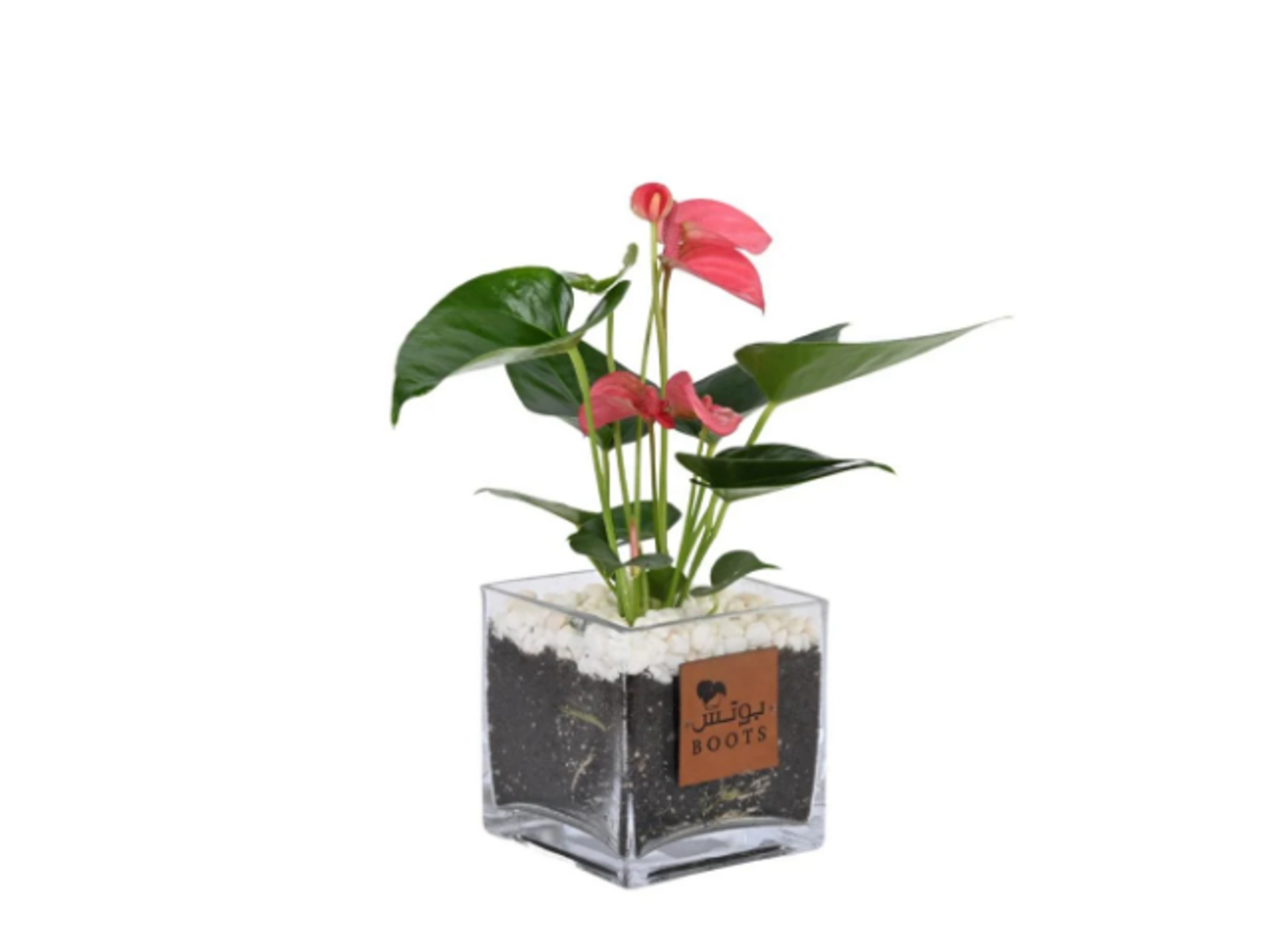 15 Pink Anthurium