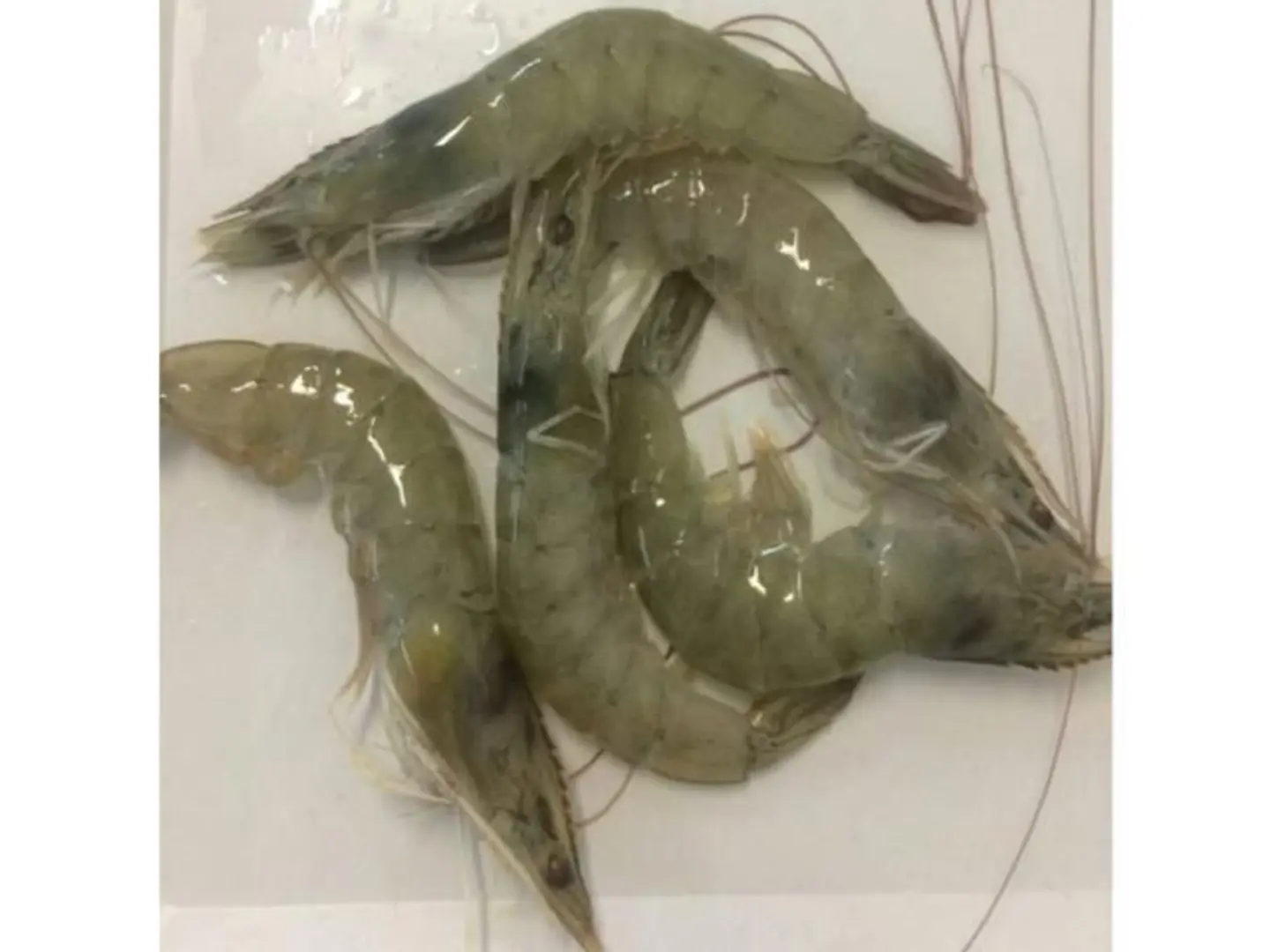 Farmed Shrimp