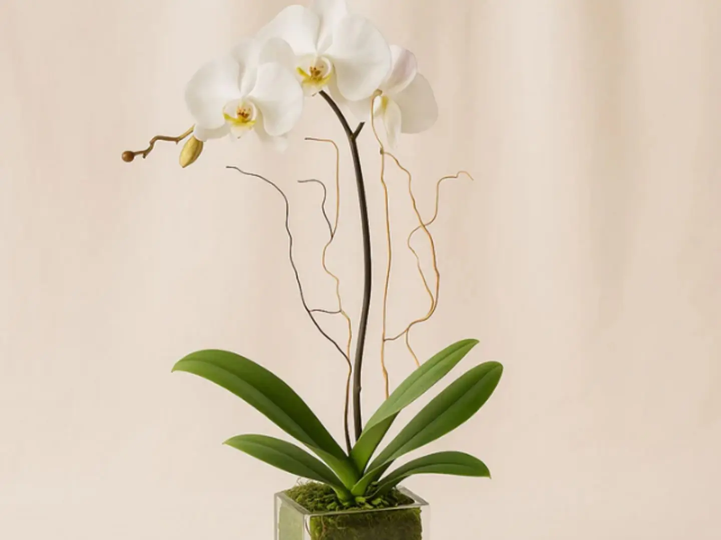 نبات الأوركيد الأبيض في مزهرية زجاجية