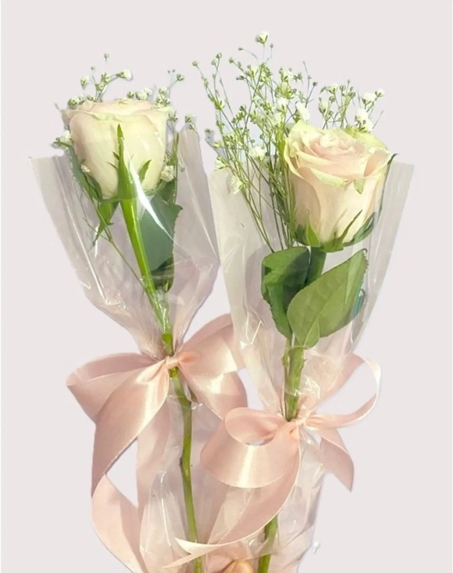 وردة توزيعات 1