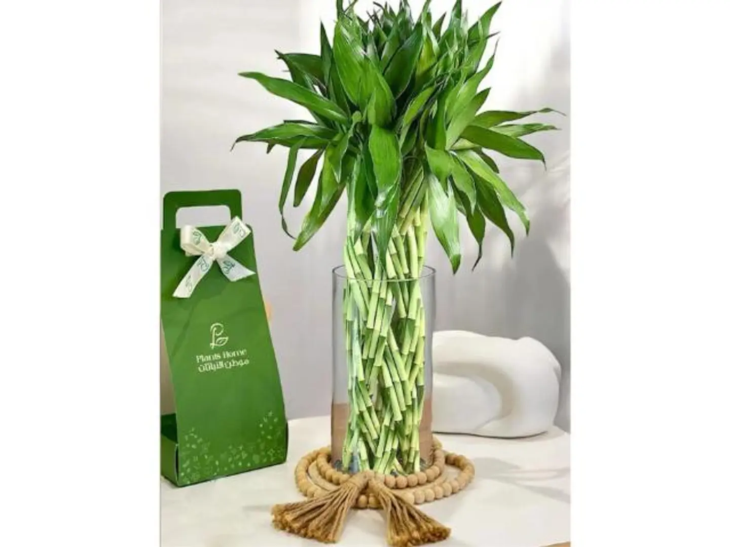 مجموعة بامبو مجدولة في فازة زجاجية