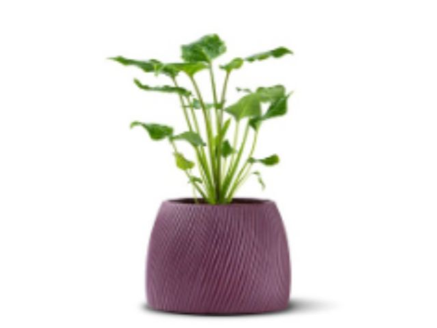 Philodendron Xanadu Plant In A Ceramic Pot