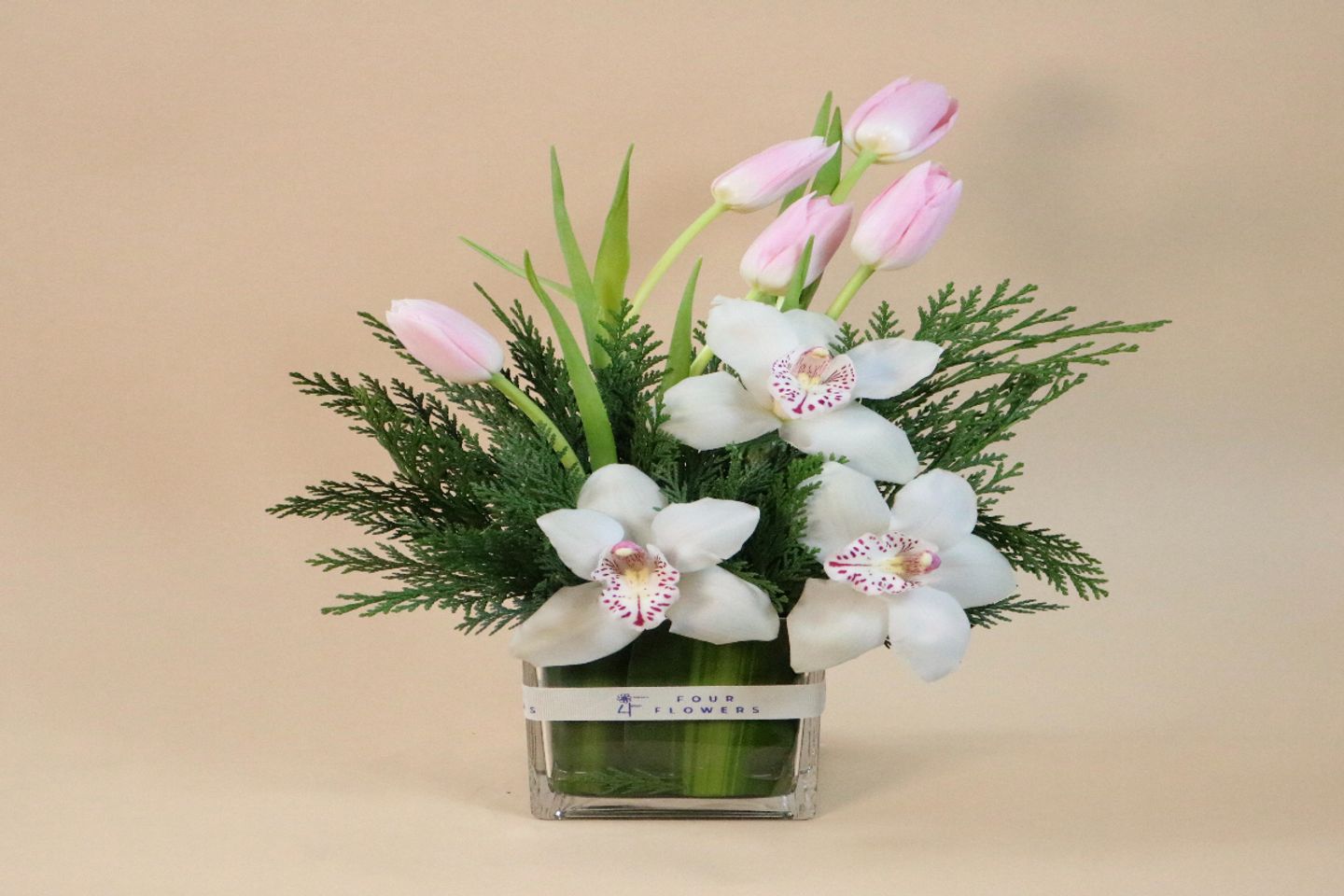 فازة 6