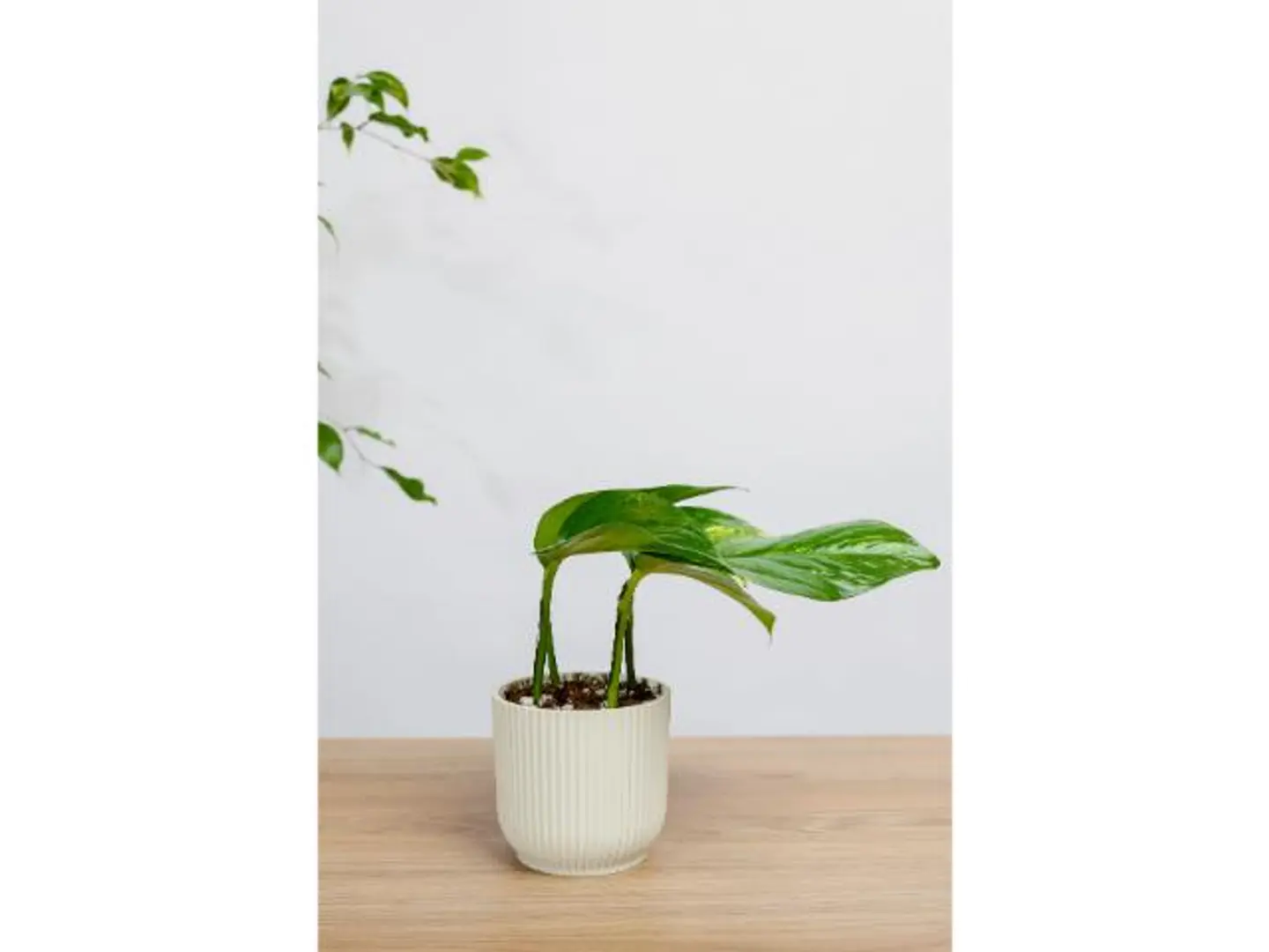 Golden Pothos Plant In An Elegant Creamy White Pot