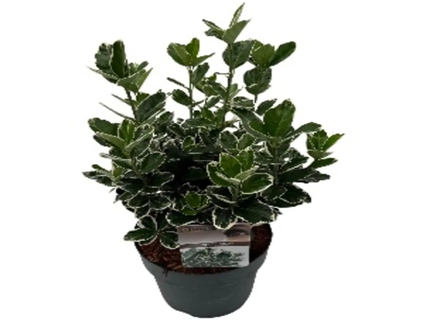 Euonymus Jap. Mixed P12 H25