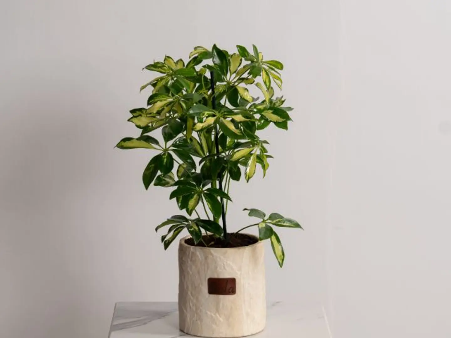Schefflera Plant