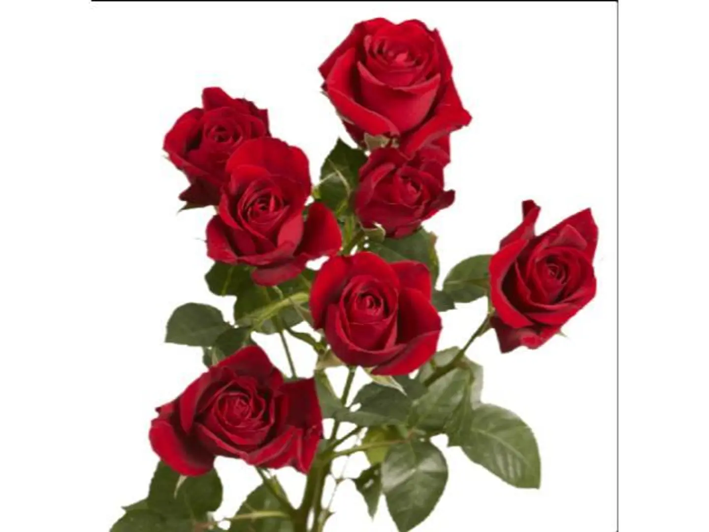 ورد بيبي روز احمر