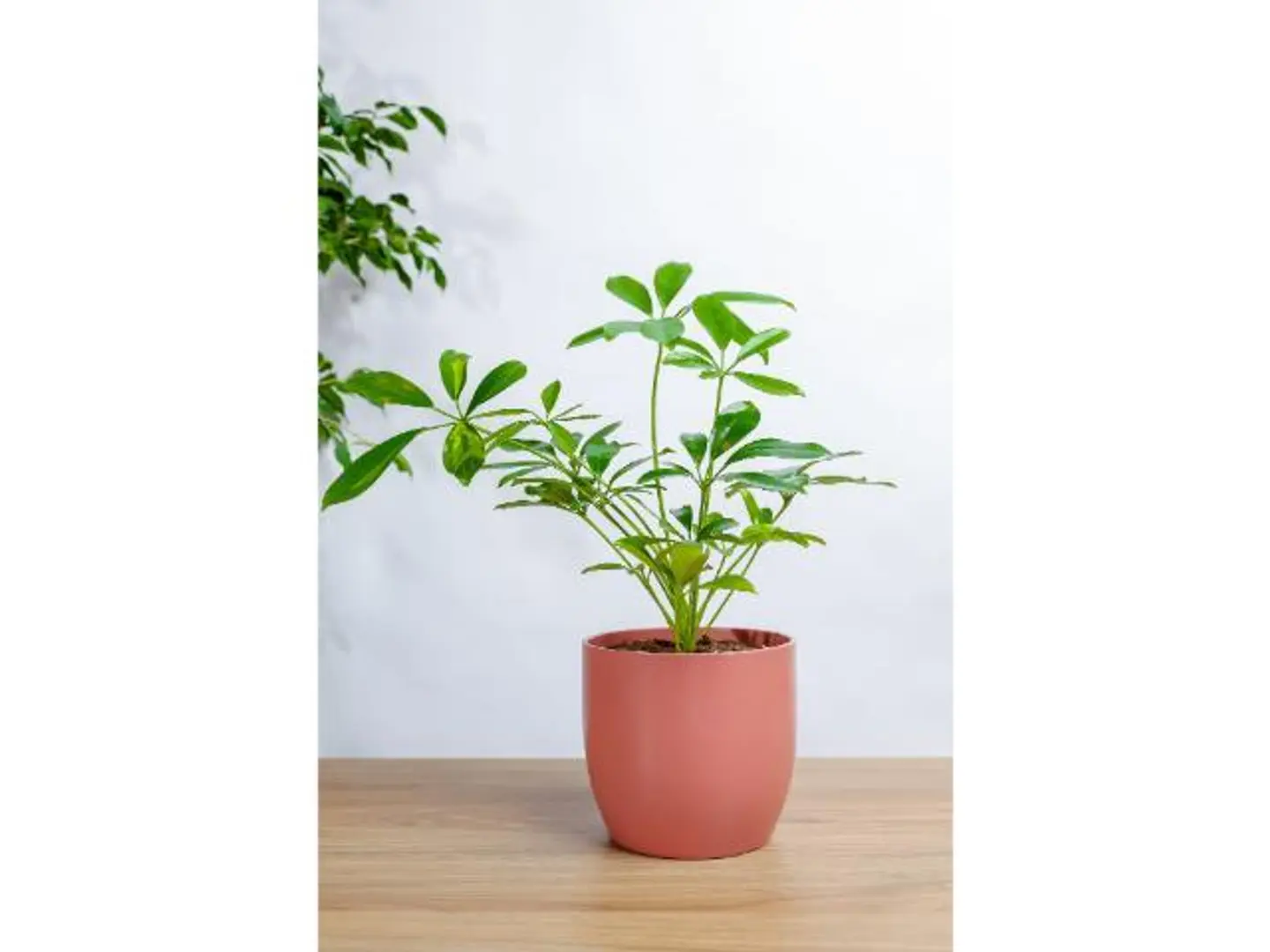 Black Zamia Plant In A Yellow Plastic Container