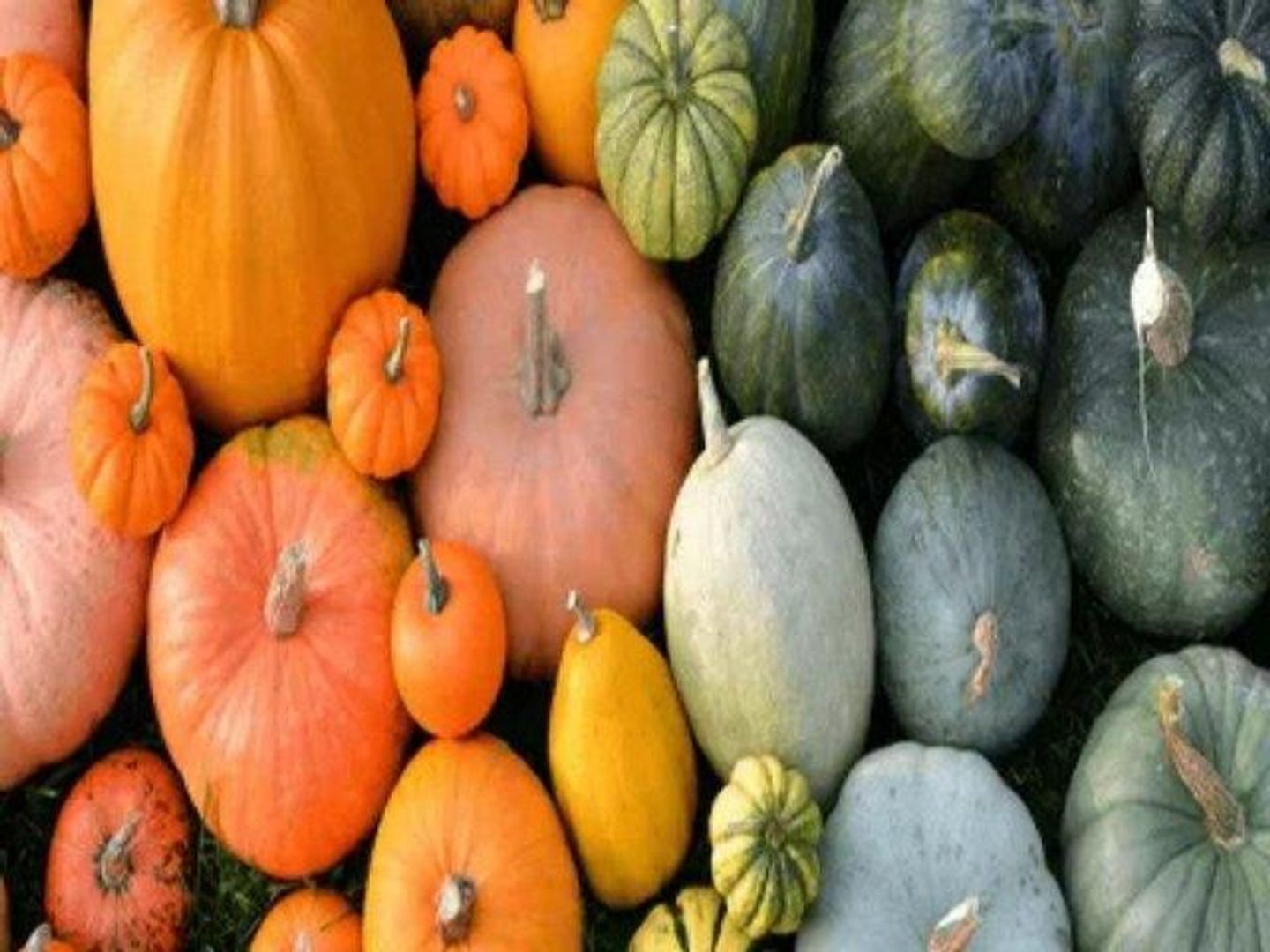 Pumpkin Green