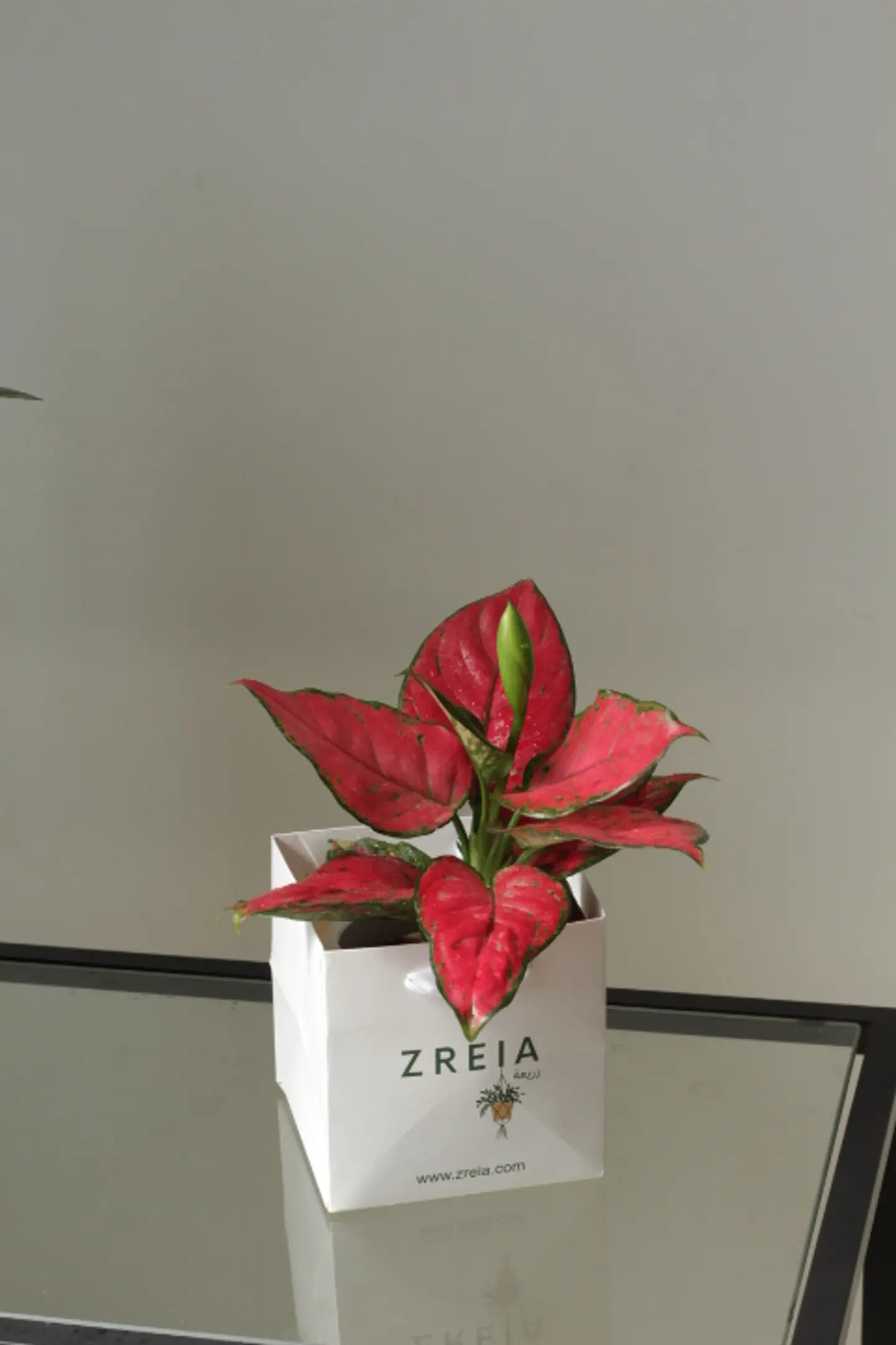 نبتة اجلونيما وردي صغير باكج زريعة أبيض 12 سم