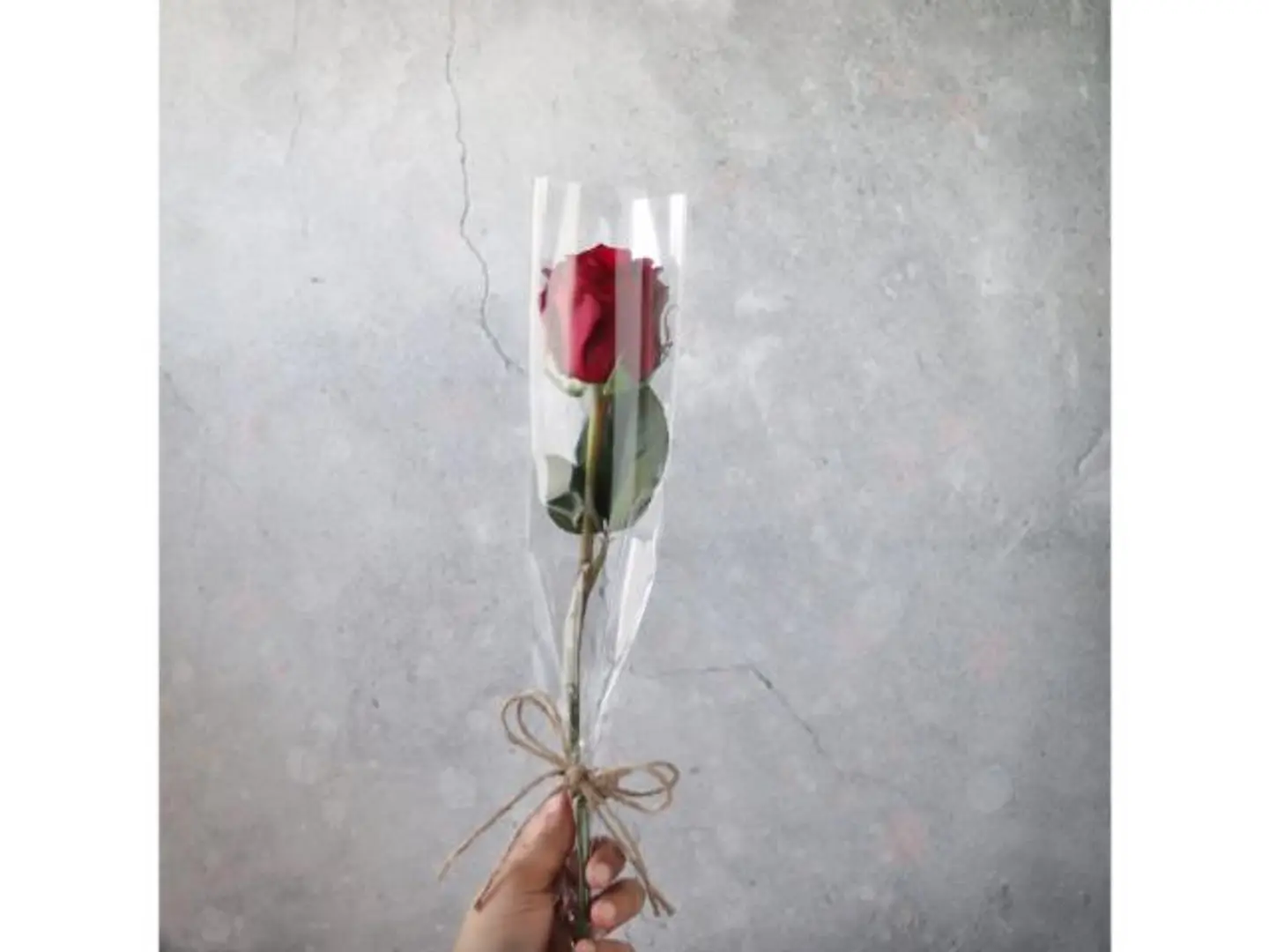 One Red Rose