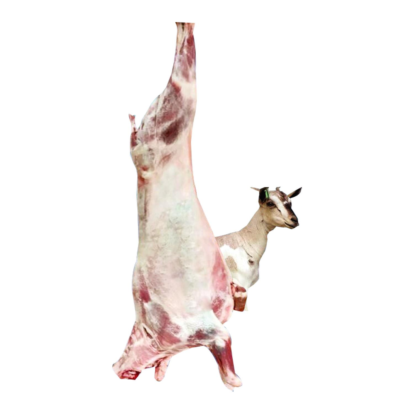 Teys Whole Lamb 9kg To 12kg