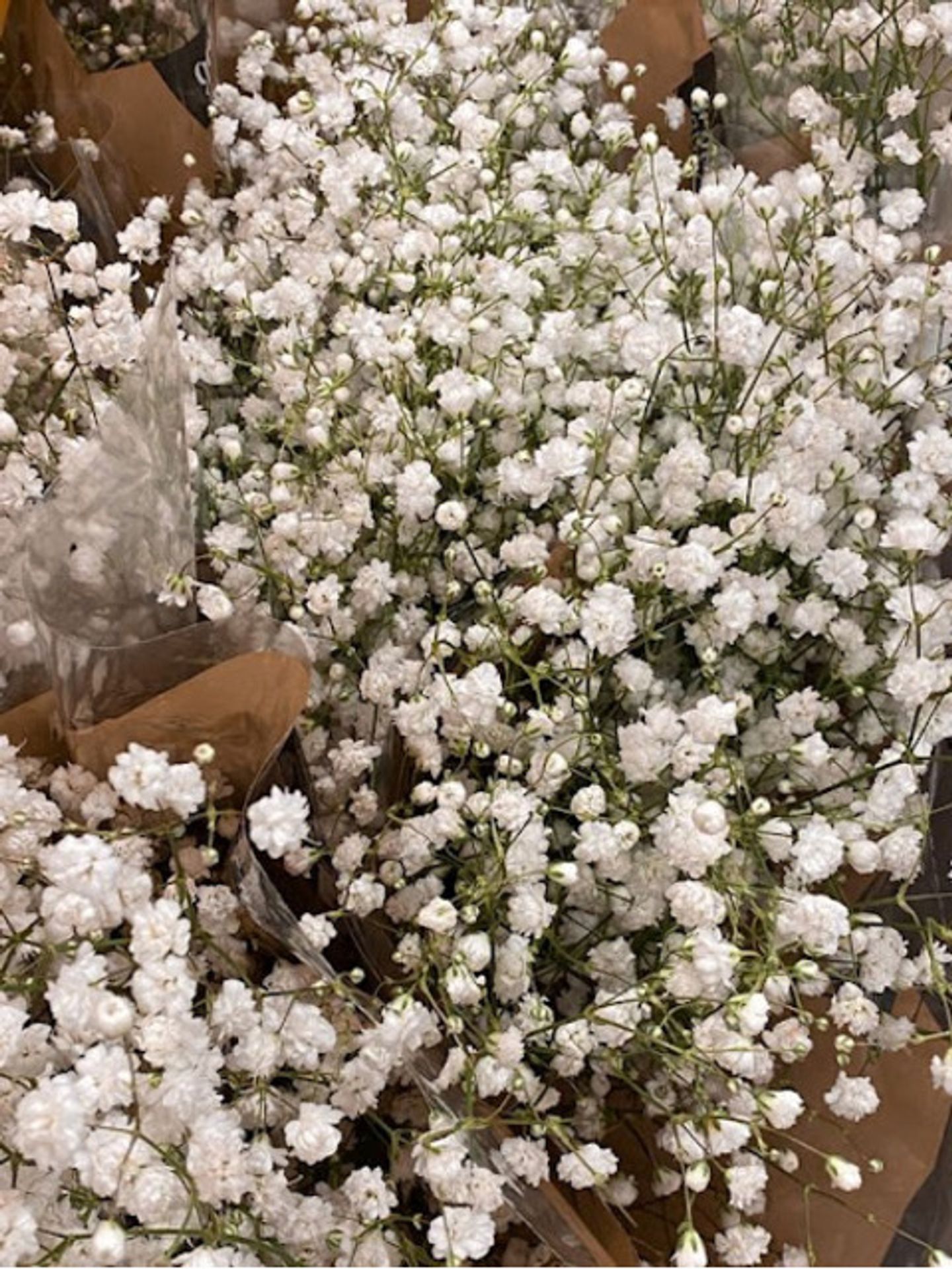 Gypsophila Flower