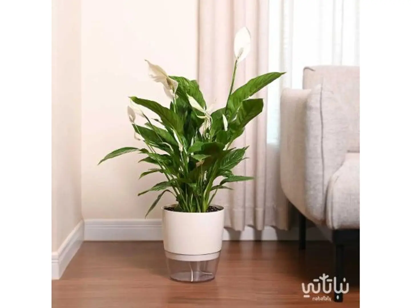 Large Peace Lily