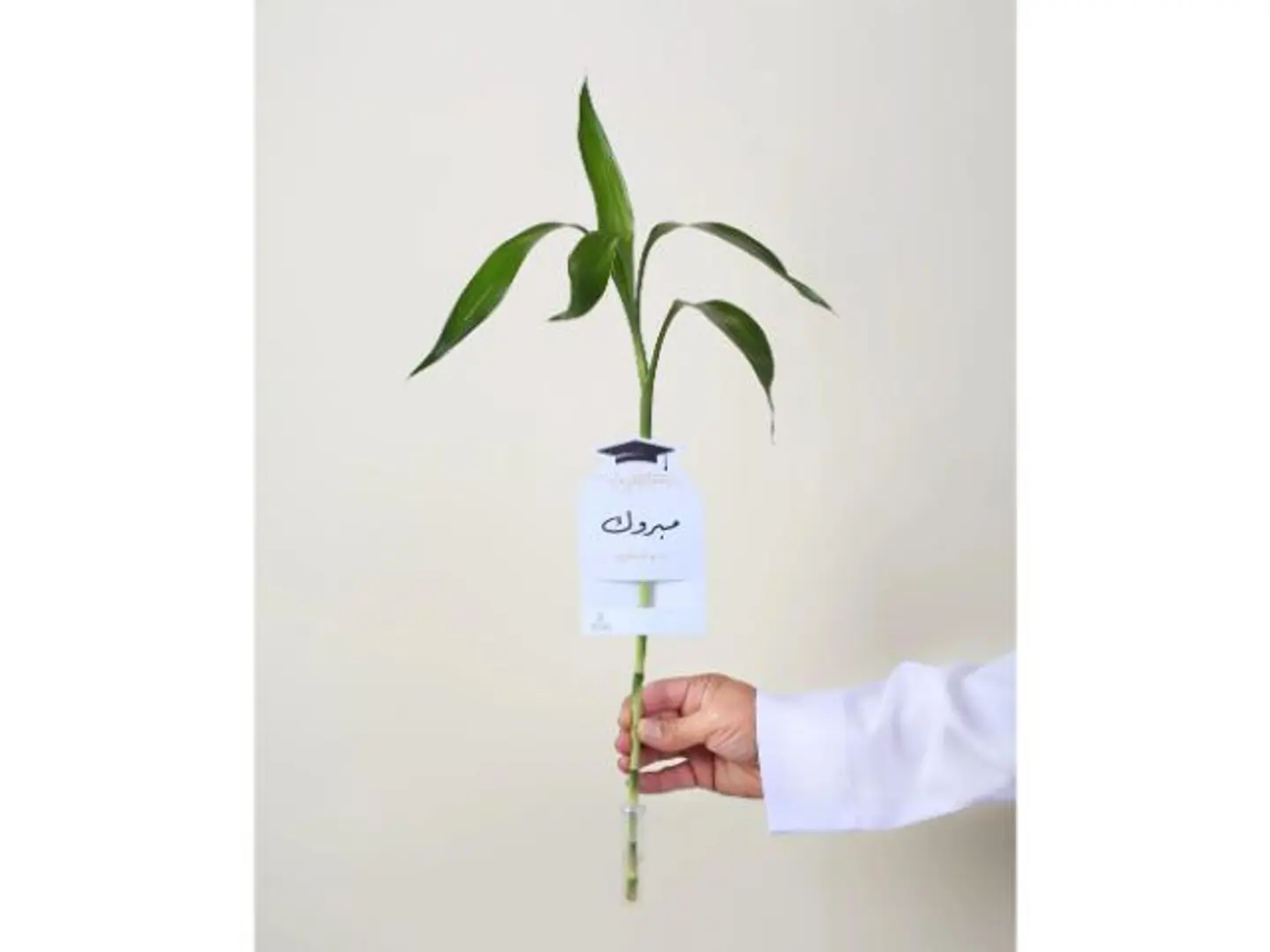 توزيعات ساق البامبو معلق بكارت مبروك