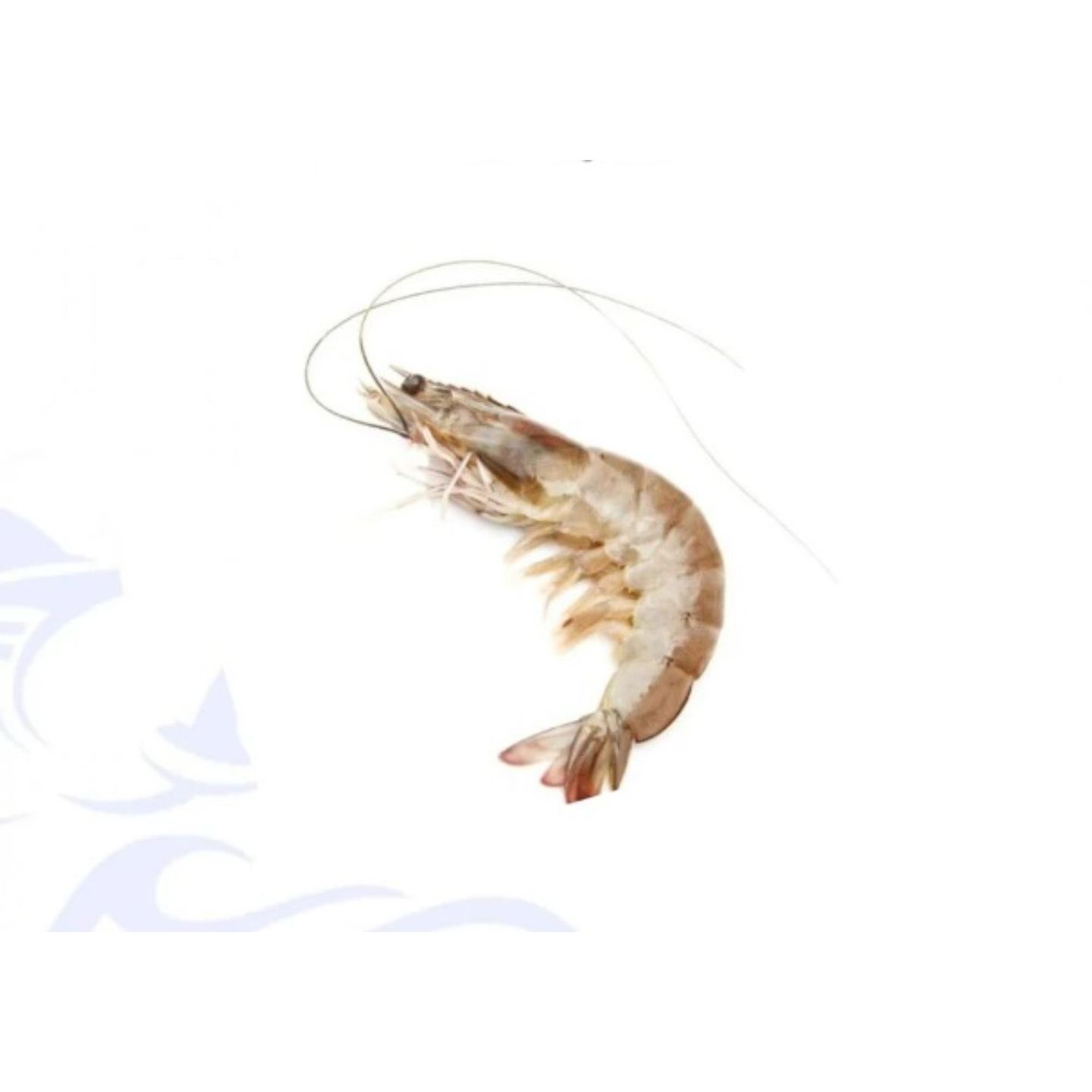 Jumbo Shrimp