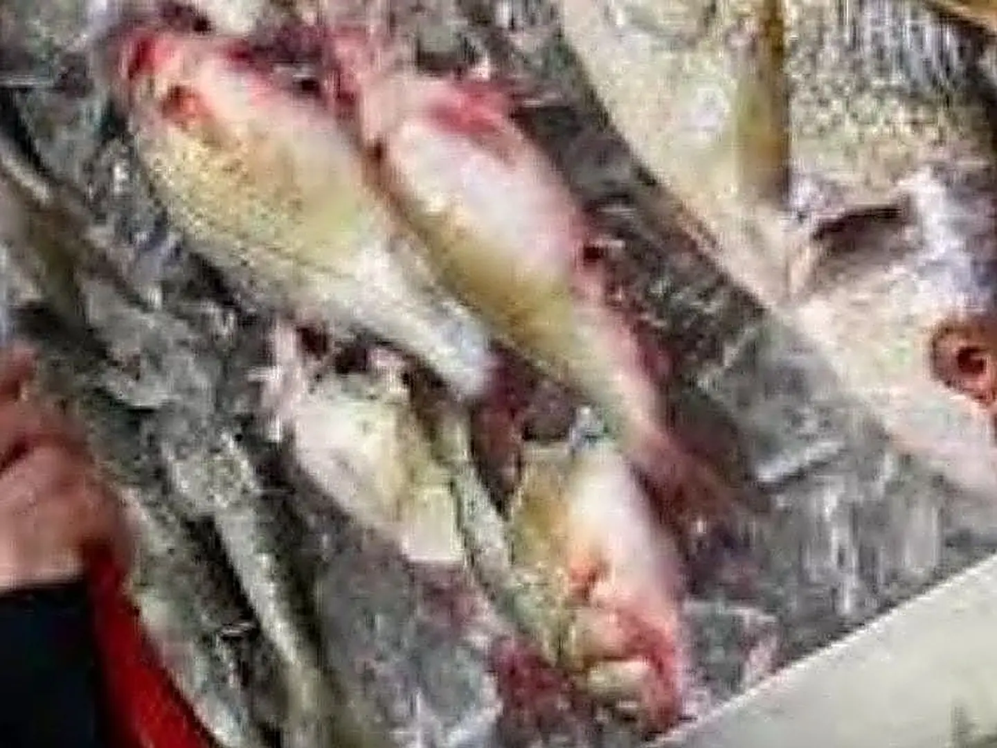 Grouper Fish