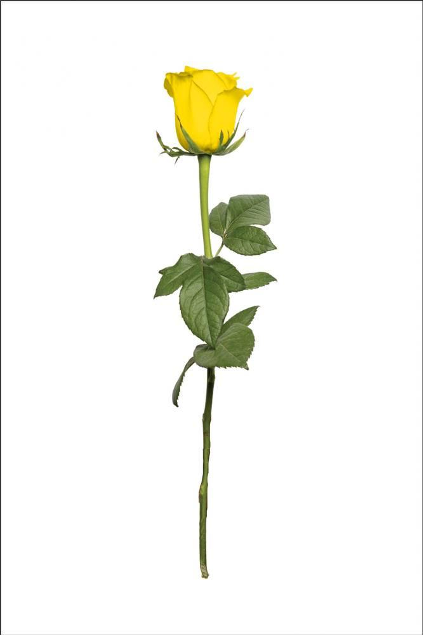 Yellow Rose
