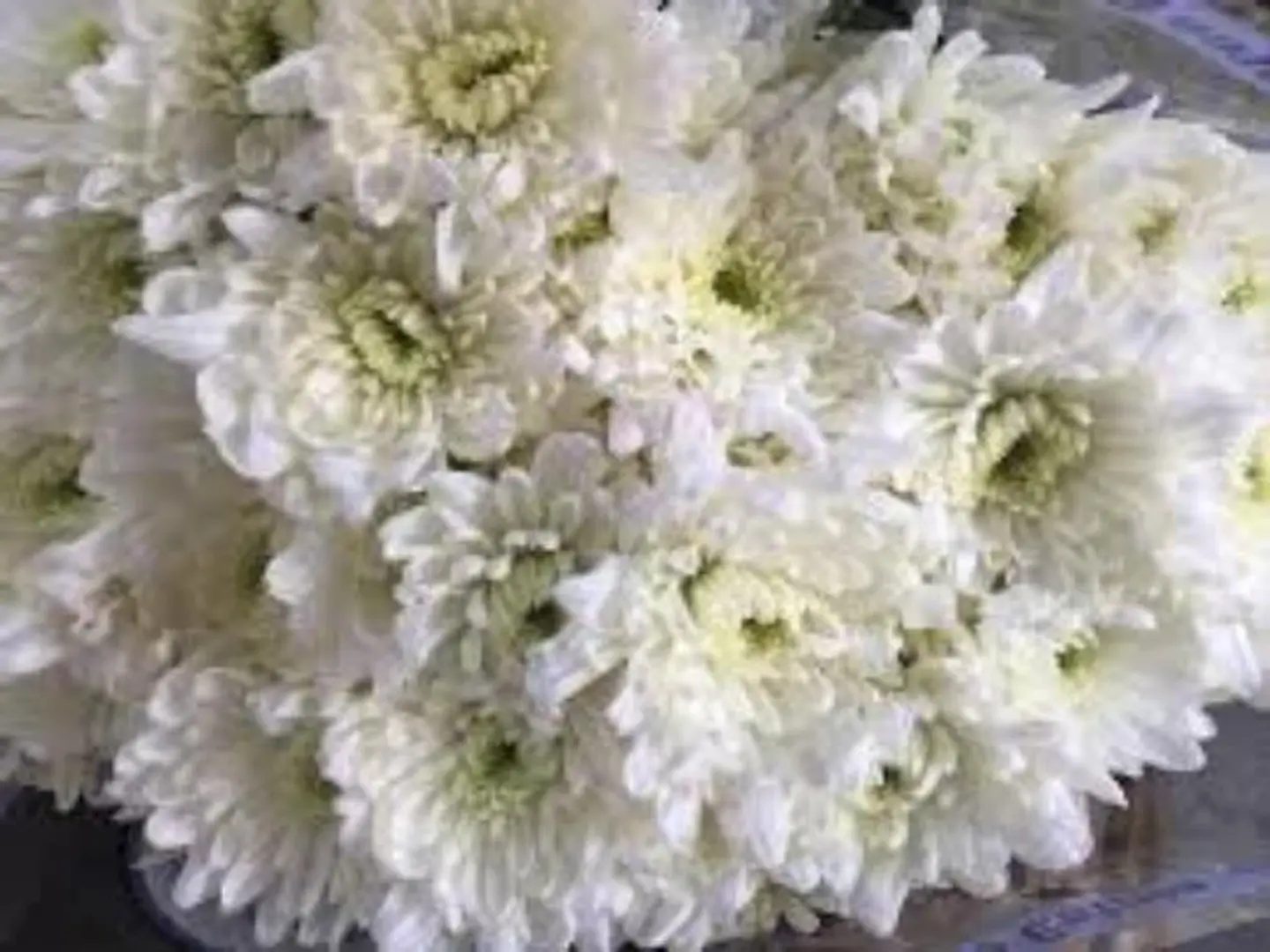 ورد كريز ابيض