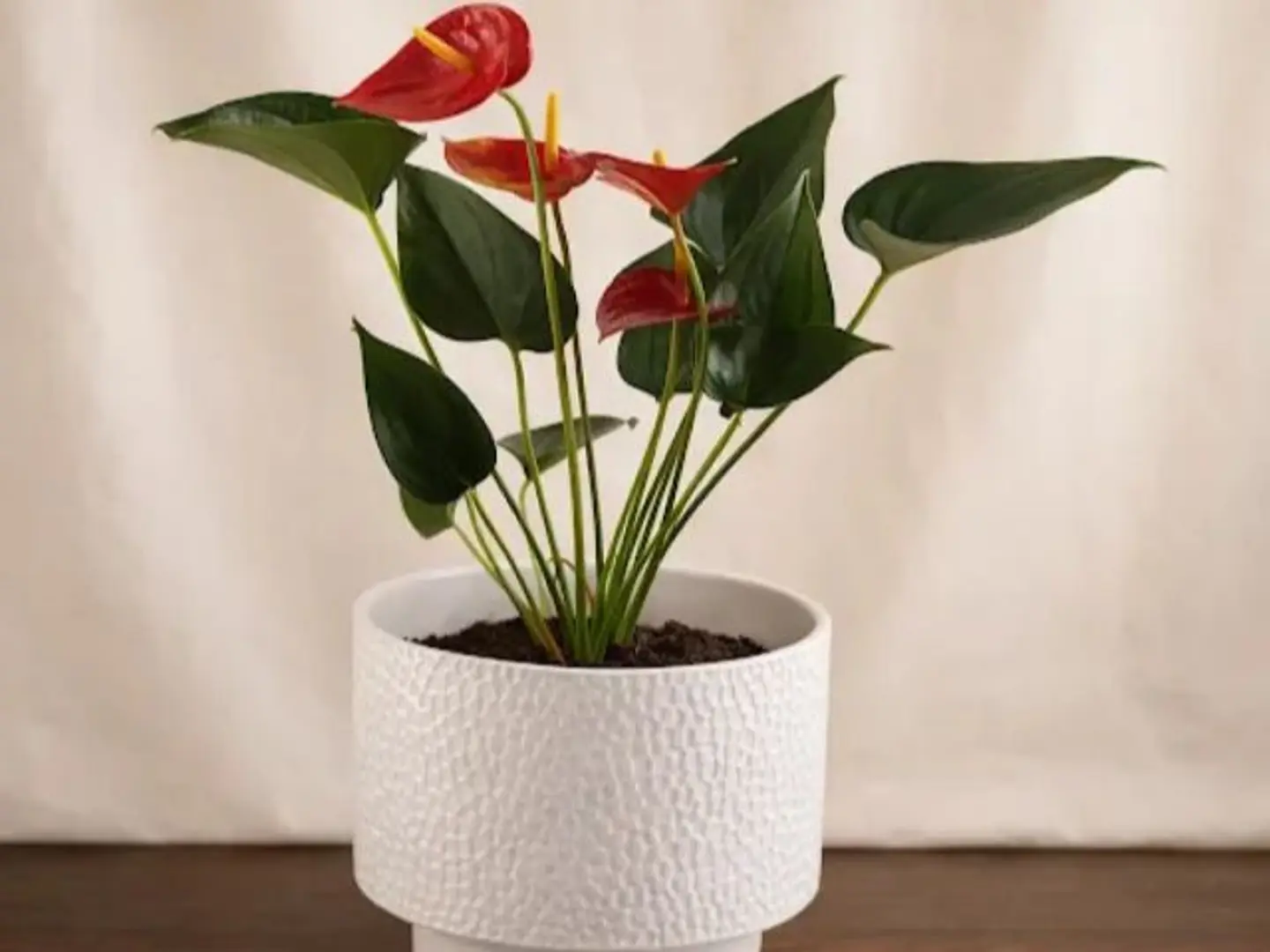 وعاء سيراميكي من نبات الأنثويروم الوردي