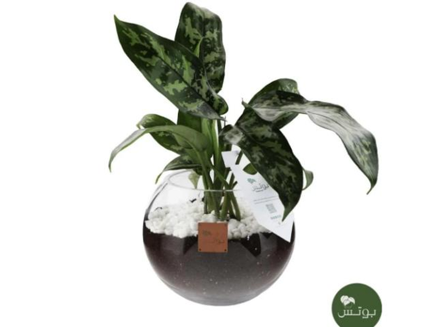 22  Aglaomina Plant In A Glass Vase