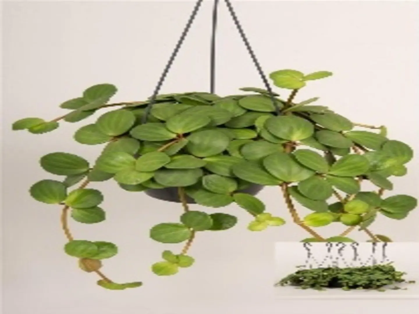 Peperomia Mix P 12 Cm