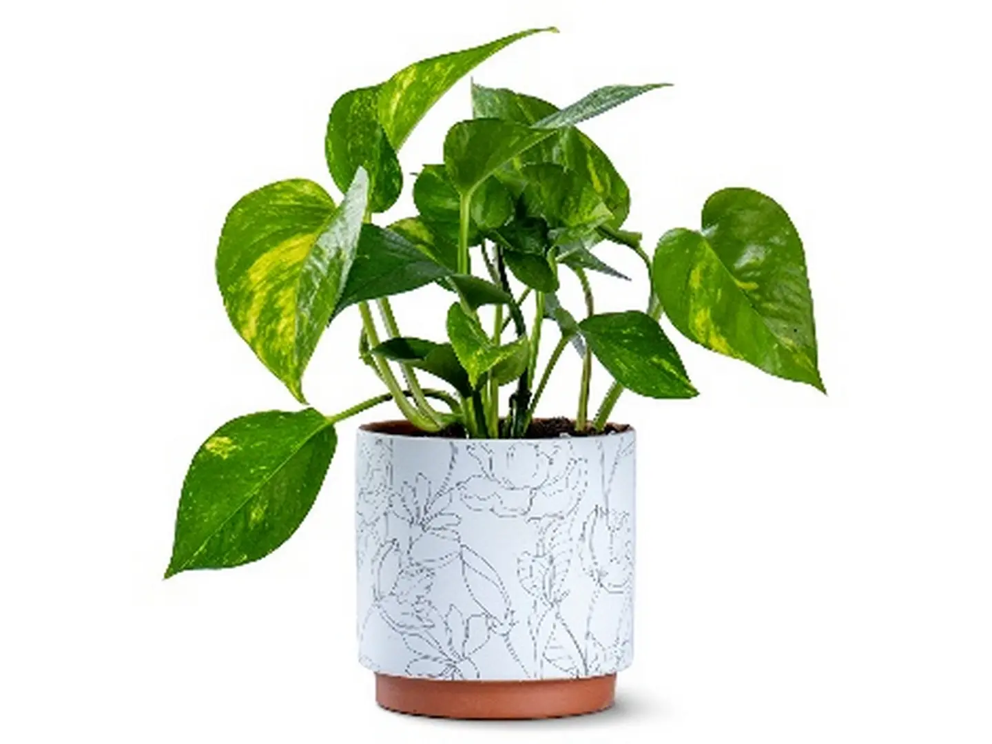 Scindapsus Plant Planted In A Ceramic Pot