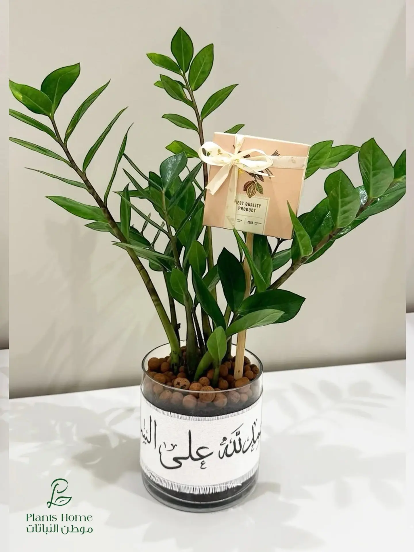 Zamioculcas With Ribbon “Alhamdulillah For Your Safety” & Anosh Chocolate
