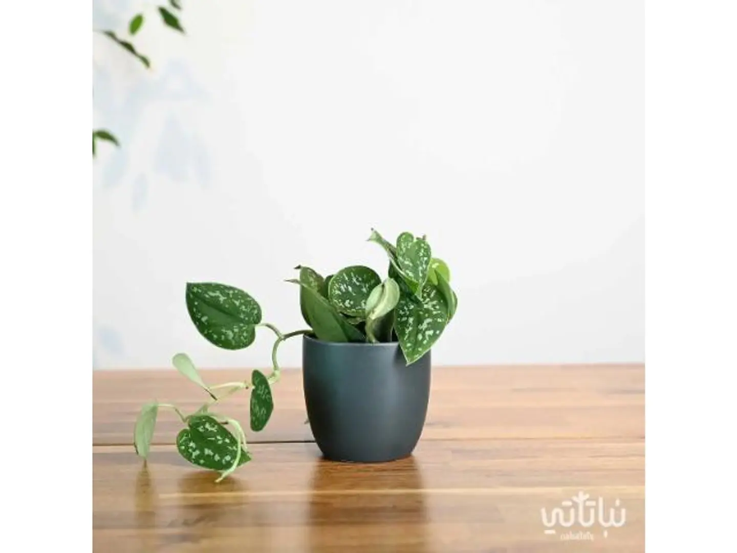 Pothos Pictus Grey Ceramic