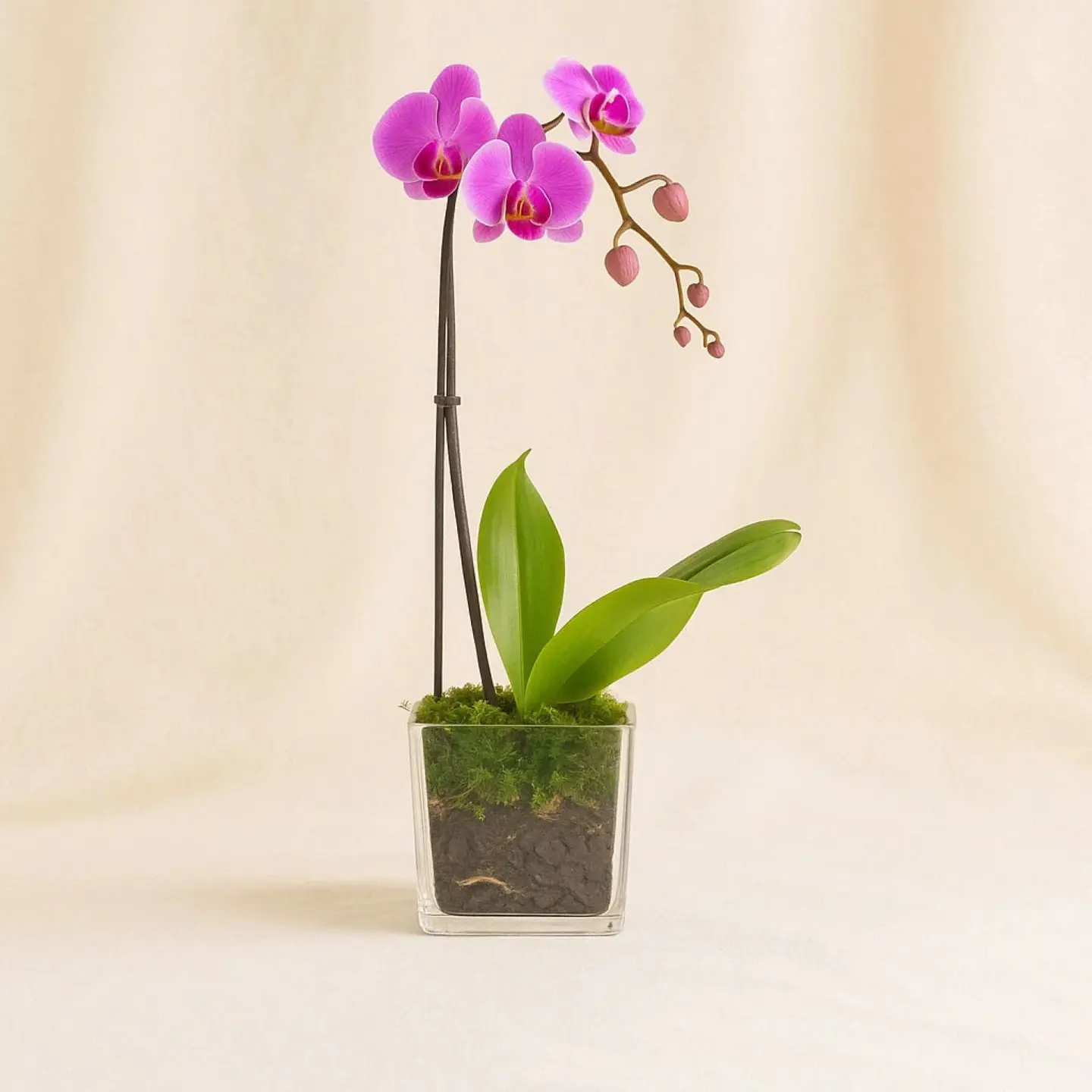 Purple Orchid Single Stem Vase