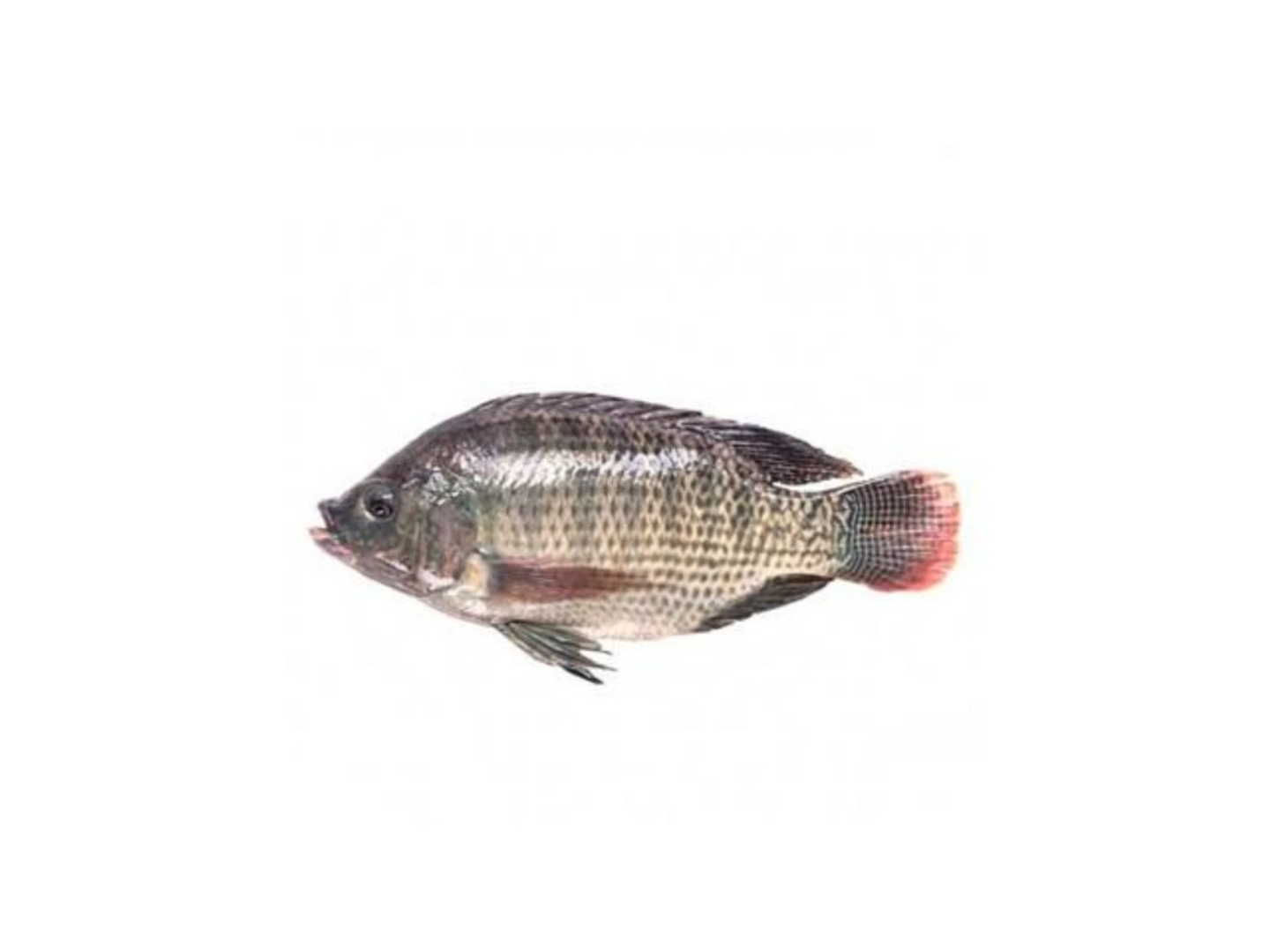 Tilapia