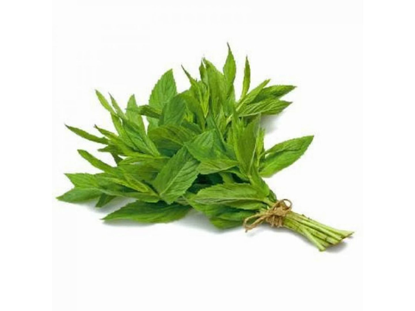 حبق (حزمة)