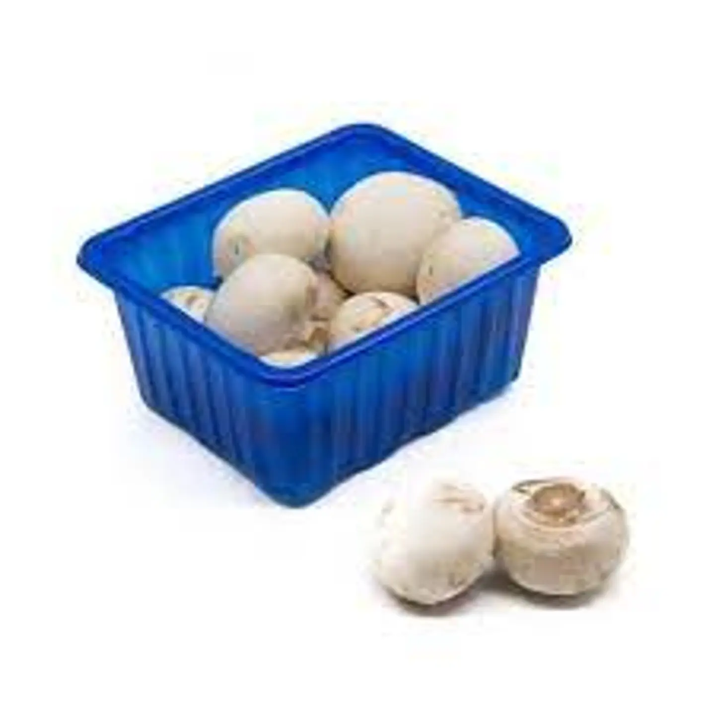 مشروم فطر علبه