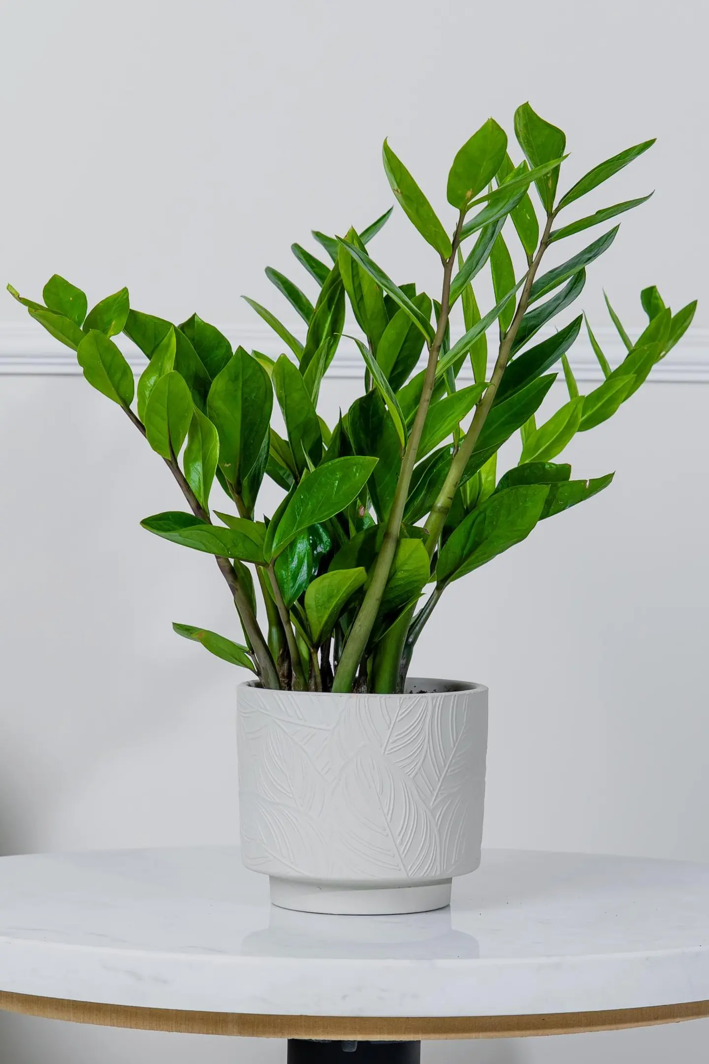 نبتة الزاميا الخضراء في أصيص سيراميك أبيض بتصميم نقشة ورق شجر
