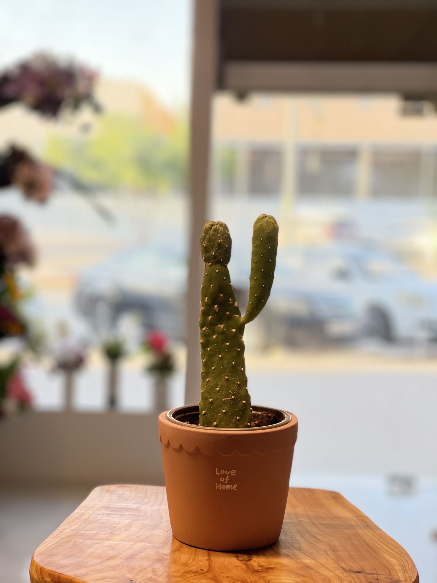نبتة الصبار نزل-01