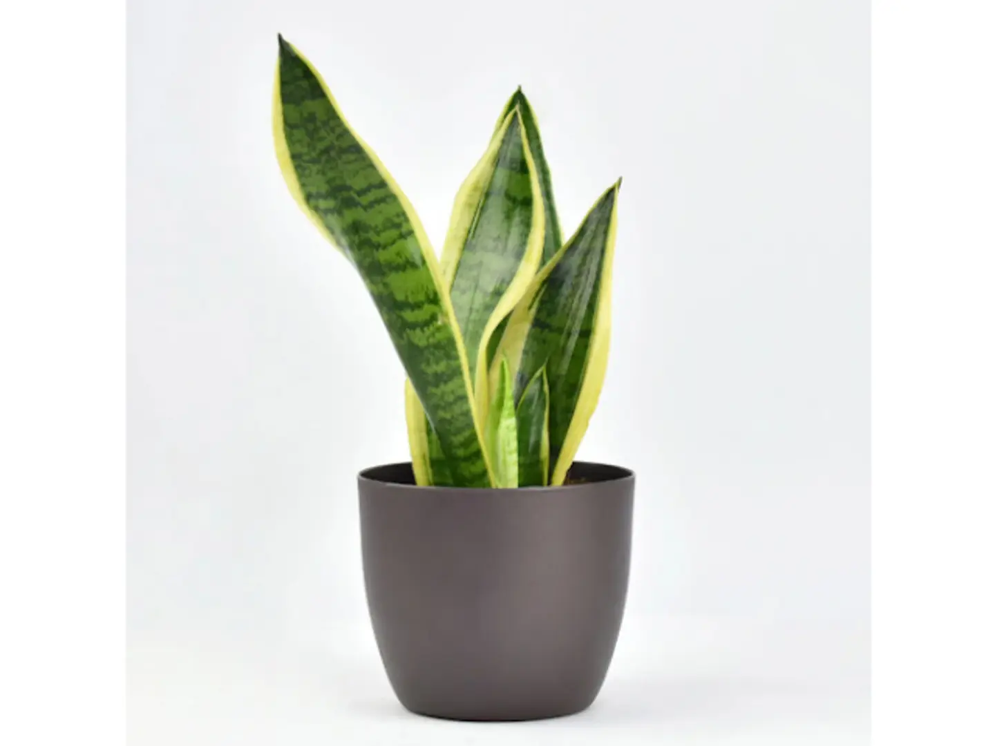 نبات سانسيفيريا لتنقية الهواء