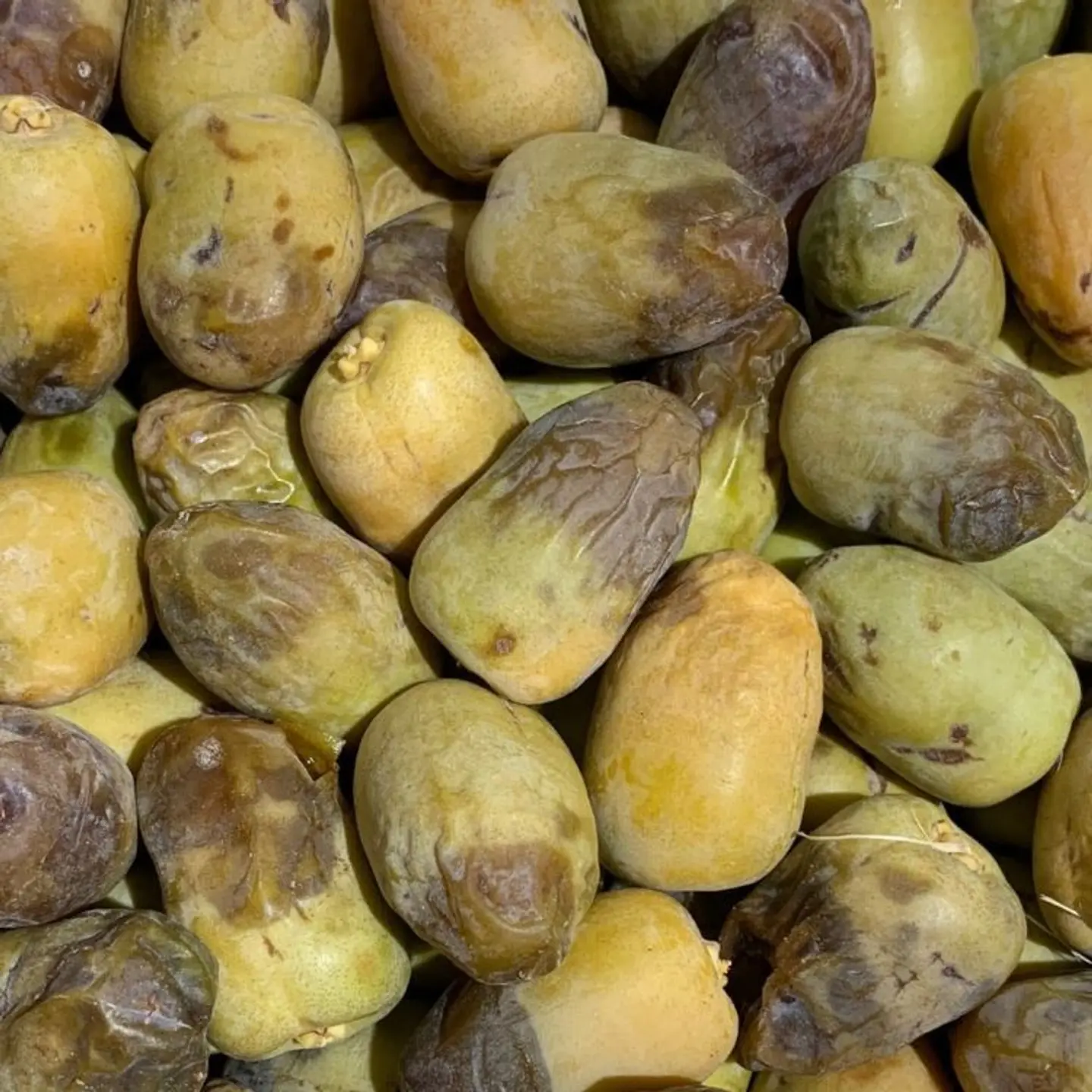 رطب شيشي